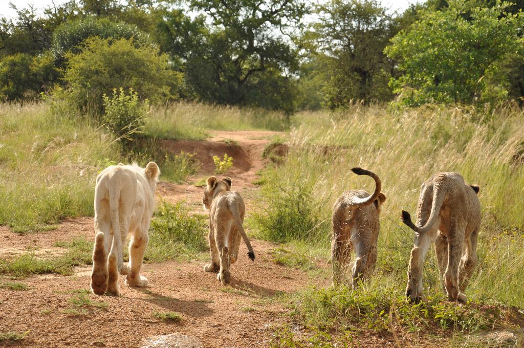 Ukutula Lion Lodge Beestekraal  Bagian luar foto